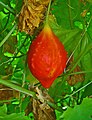 Fruit,beginning of splitting open