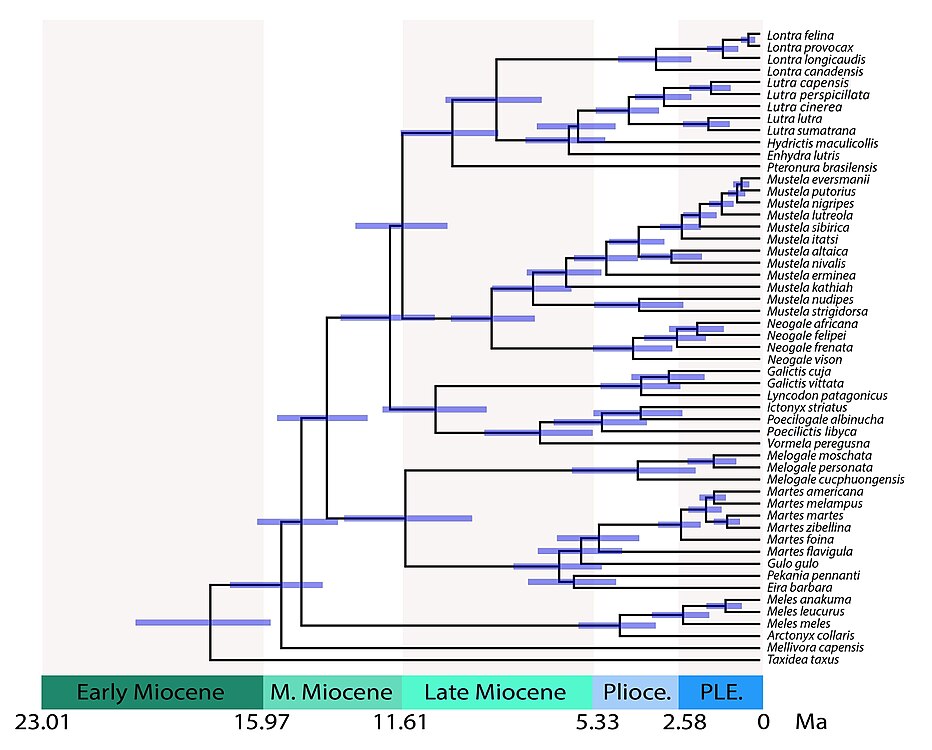 Arbre de Mustelidae calibrat en el temps que mostra temps de divergència entre llinatges. Els temps fraccionats inclouen: 28,8 milions d'anys (Ma) per als mustèlids enfront dels procionids; 17,8 Ma per Taxidiinae; 15,5 Ma per a Mellivorinae; 14,8 Ma per a Melinae; 14,0 Ma per a Guloninae + Helictidinae; 11,5 Ma per Guloninae + Naquinae enfront d'Helictidinae; 12,0 Ma per a Ictonychinae; 11,6 Ma per a Lutrinae en front de Mustelinae.[17]