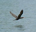 Neotropical cormorant seen in DeSoto National Wildlife Refuge... image of an "accidental" or rare sighting for the Iowa/Nebraska region...