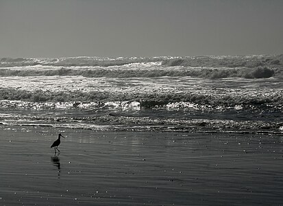 A marbled godwit (Limosa fedoa) walking on Ocean Beach in San Francisco, California, USA at low tide against the sun.