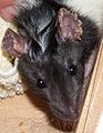 Räude der Ratte