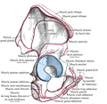 Os coxal droit. Vue externe. Insertions musculaires.