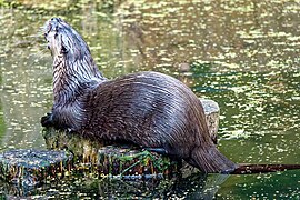 Otter im Wildpark Bad Mergentheim. 1.jpg