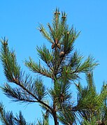 Pinus taiwanensis, Guanwu, Miaoli, Taiwan 03.jpg