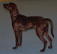 Plotthound-brindle2.jpg