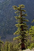 pino de Oregón en los montes Wenatchee.