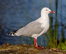 Red-billed gull, Red Zone, Christchurch, New Zealand