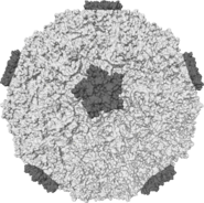 人類鼻病毒的分子表面，可以看到棘狀蛋白。