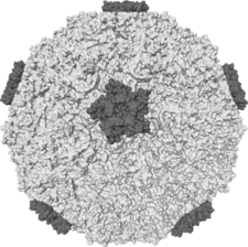 Molekulární povrch jedné varianty lidského rhinoviru