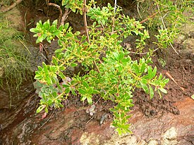 Марена кустарниковая (Rubia fruticosa)