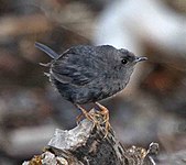 Magellanic tapaculo