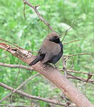 Indian robin