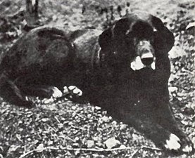 «Nell» (1867), chien de Saint John.