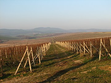 Vignobles de Hýsly.