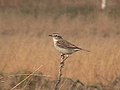 Stoliczka's bushchat