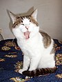 A yawning cat