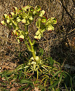 2007-04-06Helleborus foetidus20Habitus.jpg