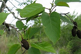 Alnus orientalis