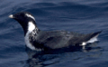 Ancient murrelet