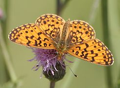 Boloria (Clossiana) selene