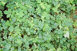 Celandine (Chelidonium majus)