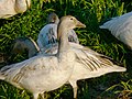 Chen caerulescens