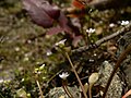 Claytonia perfoliata