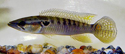 Crenicichla punctata