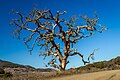 Coast Live Oak (Quercus agrifolia)?