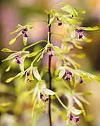 Dendrobium canaliculatum