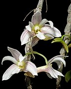 Dendrobium chameleon