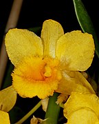 Dendrobium densiflorum