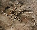 Fossile di Eryma sp. e di Pentasteria longispina