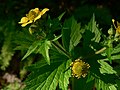 Geum macrophyllum