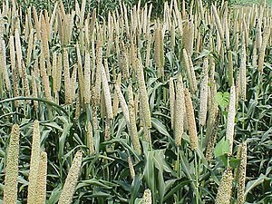 Pennisetum glaucum (Perla milio).