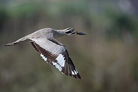 In flight (Kathmandu Valley, Nepal)