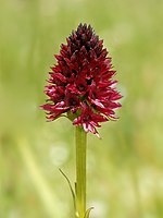 Orquídea olorosa negra, cerca de Gletschertafel, Lötschental, Suiza