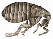 Gravure d'une puce dans la Micrographia.