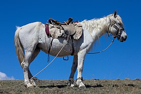 Altaï gris, sellé, dans la steppe de la Tchouïa, monts Altaï.