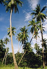 Cocos nucifera on Ko Phangan