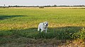 En Kuvasz på en mark nord for Lindet Skov i Sønderjylland, hvor den døgnet rundt beskytter fårene mod omstrejfende ulve.