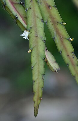 Lepismium cruciforme ’anceps’