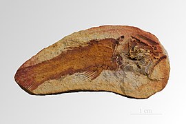 Whiteia woodwardi in Muséum de Toulouse — Projet Phoebus