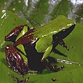 Mantella nigricans