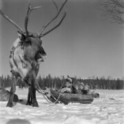 Markku Kurkkio, the son of Anja and Evert Kurkkio, dressed in a Saami costume in winter 1954 (JOKAUAS2 1B01-6).tif