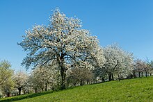 Rangées d'arbres fruitiers dans une prairie.