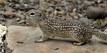 Rio Grande ground squirrel (Ictidomys parvidens) Cameron Co. Texas (12 April 2016).