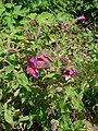 Mimulus lewisii