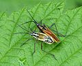 Accouplement en V chez Leptopterna dolabrata, Miridae (Cimicomorpha)