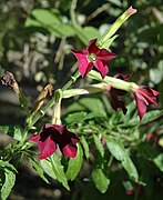 Nicotiana × sanderae